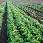 Agriculture